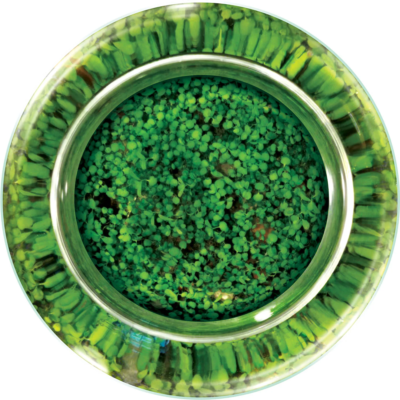 Water Plants - Image 9