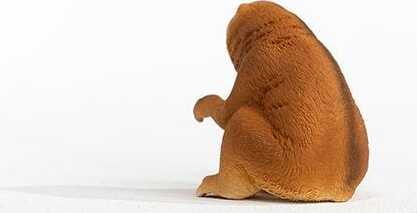 Slow Loris - Image 4